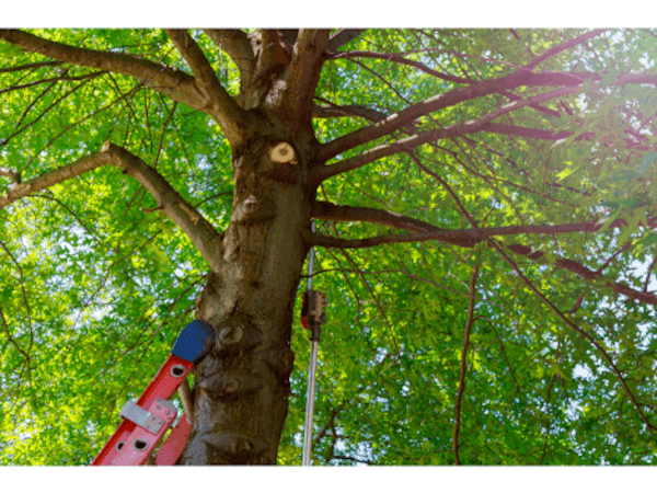 How Important Are Arborists in Preventing Property Damage?