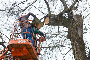 Why You Should Hire a Professional Tree Service