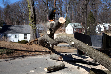 What You Should Know About Tree Removal