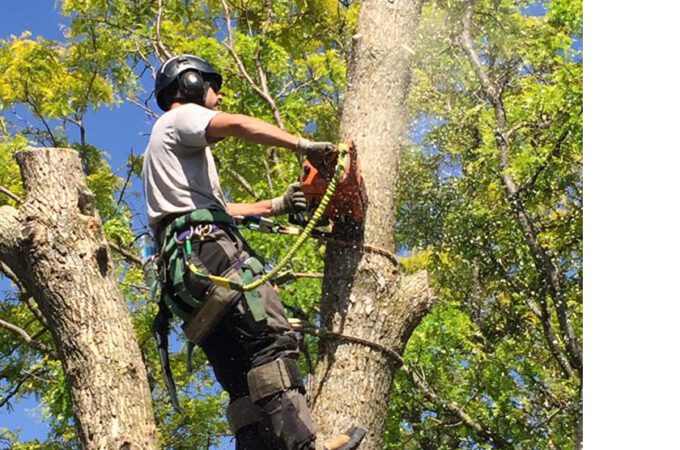 How to Handle Tree Removal